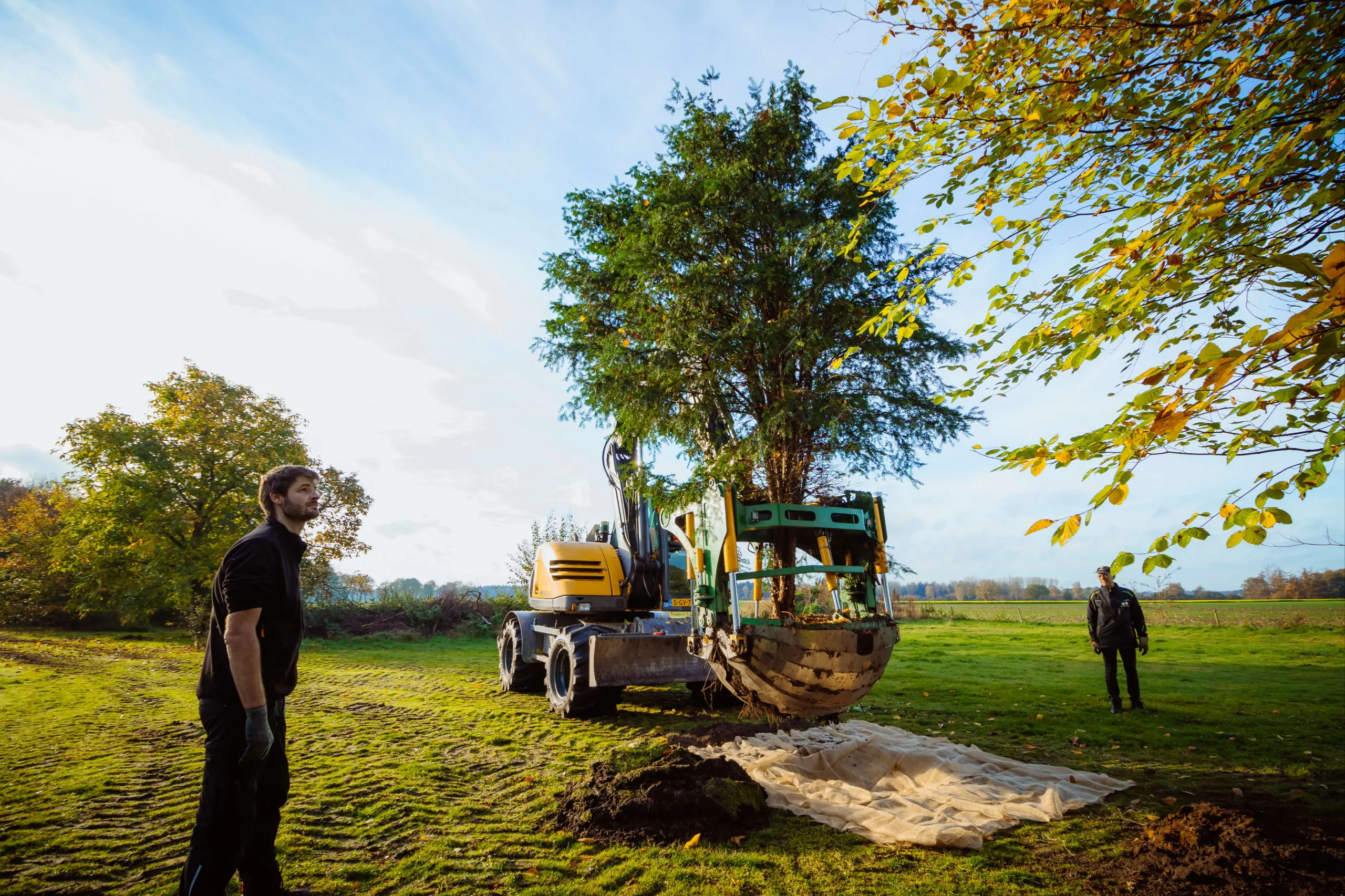Boom op kluit zetten