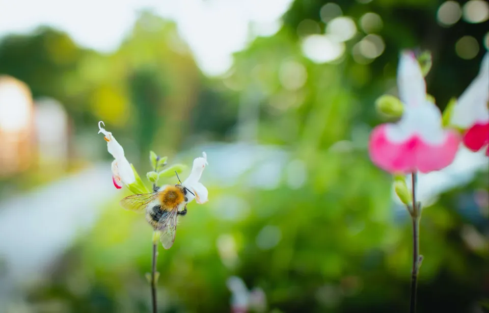 Een bij op een bloem